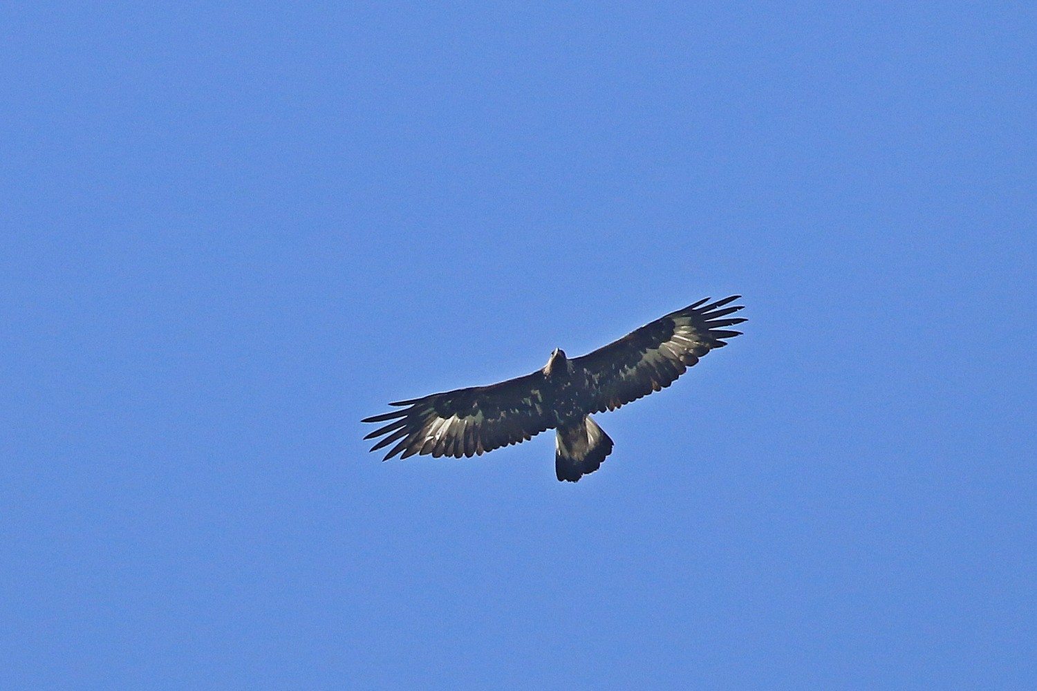 Aquila reale(Aquila chrysaetos) e Nibbio reale (Milvus milvus )